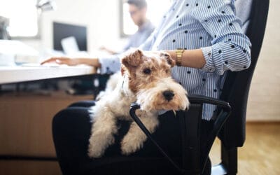 Espacios de trabajo pet friendly: ¿Ayudan a combatir el estrés laboral?