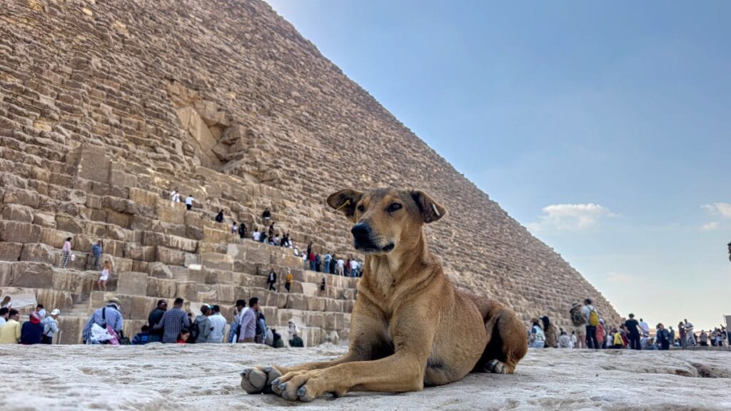 perritos-callejeros-piramides-egipto-114210-1024×576