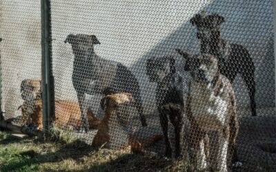 Clara Brugada anuncia creación de la Fiscalía contra Maltrato Animal en CDMX y 200 nuevos parques para perros