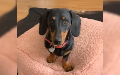 Esta diminuta perrita salchicha ha sobrevivido 16 meses sola en una isla escarpada de Australia… y aún no han podido rescatarla